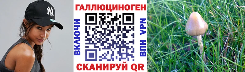 Псилоцибиновые грибы Psilocybine cubensis купить закладку Калининград